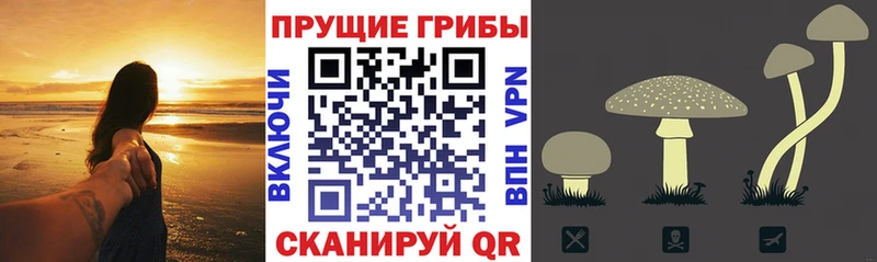 Псилоцибиновые грибы GOLDEN TEACHER  Горняк 